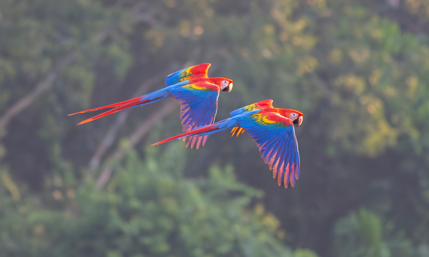 Amazon jungle lodge adventure in Tambopata