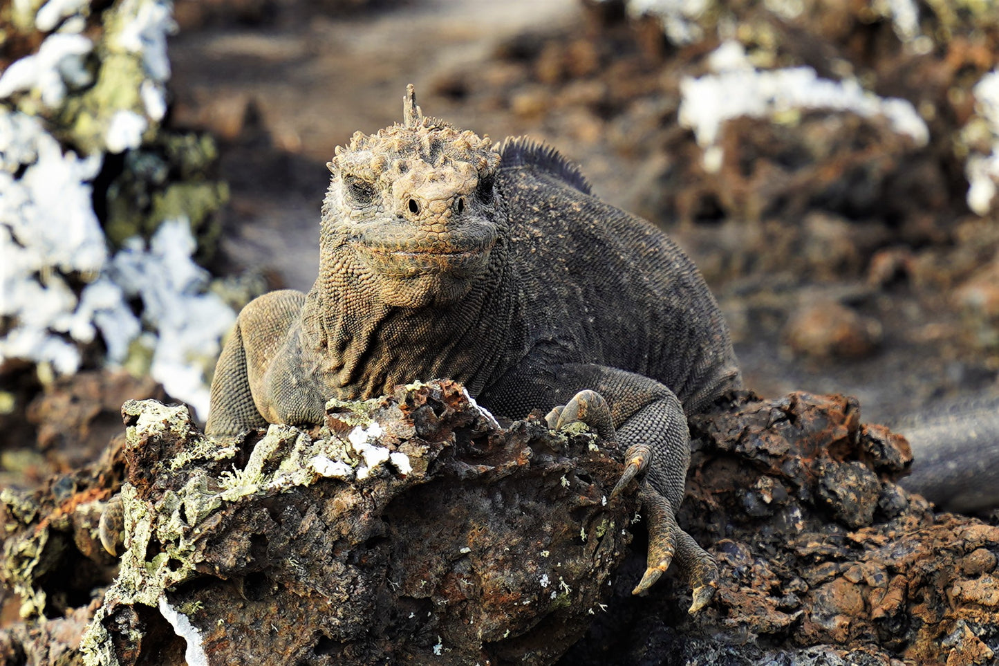 Island hopping in Galapagos