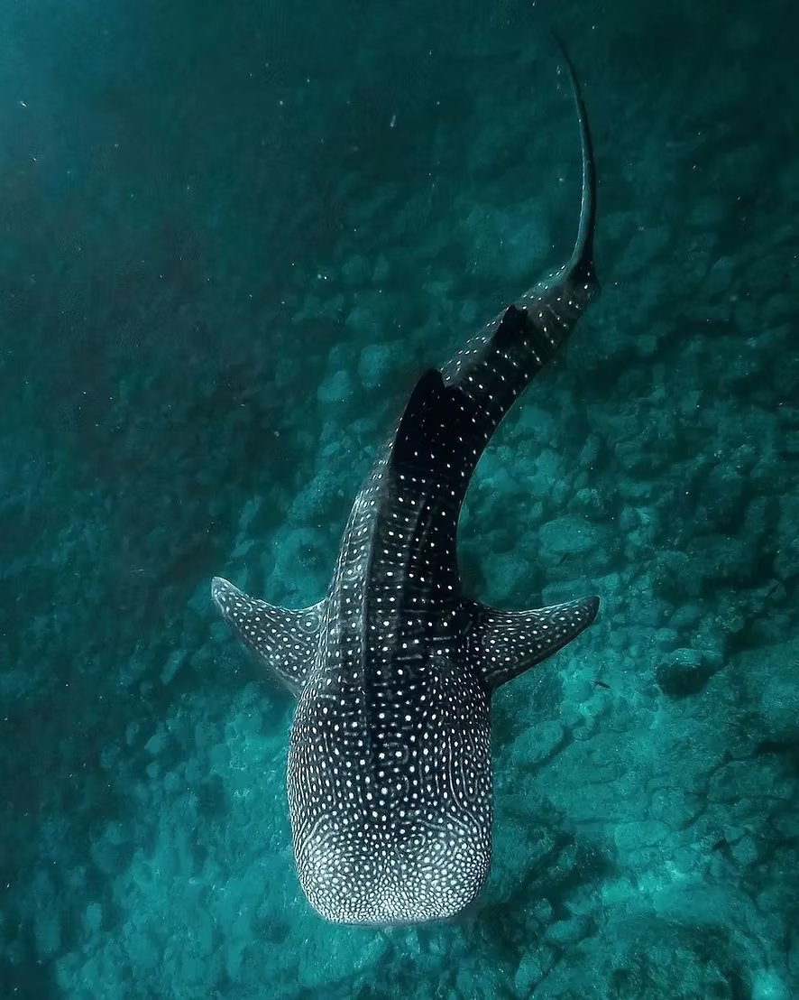 Nursery of giants: your complete guide to a sailing and whale safari expedition in Panama's Pearl Islands