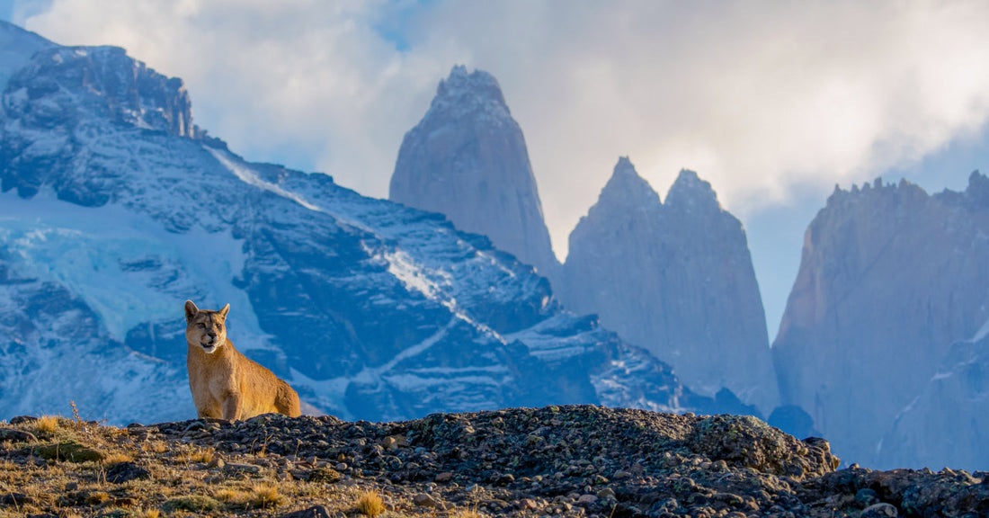 The Puma encounter: Why tracking Patagonia's apex predator is the most sustainable bucket list experience in Latin America