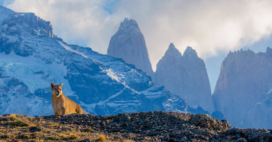 The Puma encounter: Why tracking Patagonia's apex predator is the most sustainable bucket list experience in Latin America