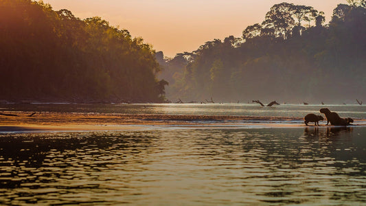 Where evolution ran wild: Your complete guide to a Manu reserved zone expedition in Peru