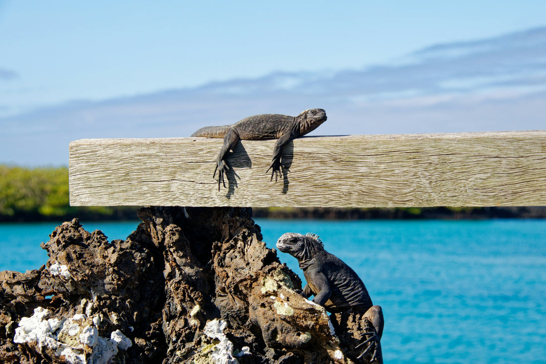 The Galápagos without the cruise: your complete guide to land-based hiking and ocean adventures