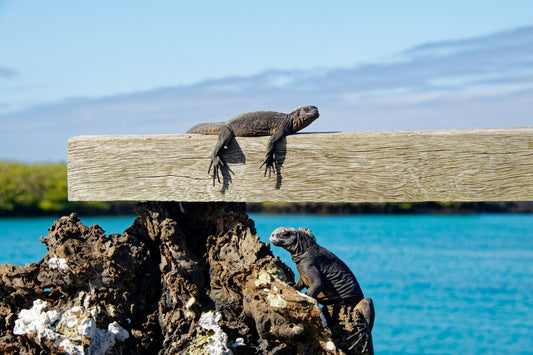 The Galápagos without the cruise: your complete guide to land-based hiking and ocean adventures