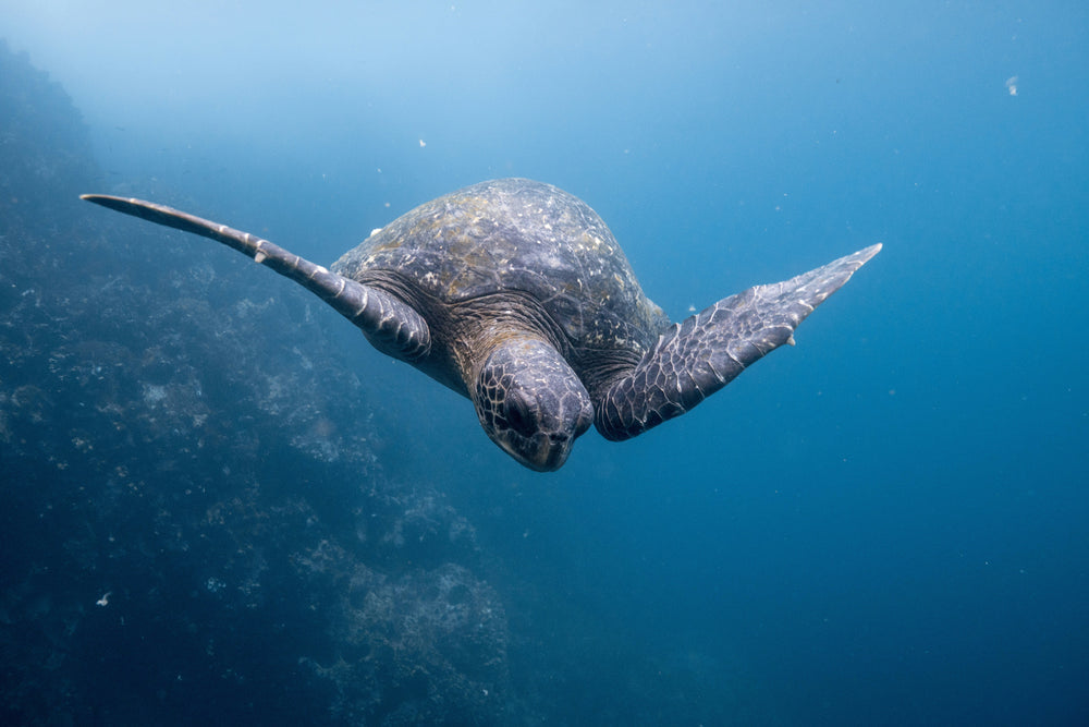 Adventure travel in Ecuador – Galápagos turtle underwater