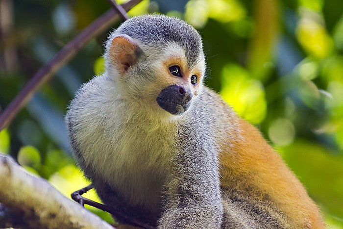 Costa Rican adventure