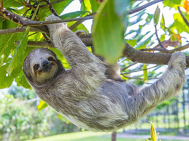 Costa Rican adventure