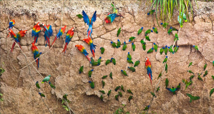 Tambopata active Amazon experience