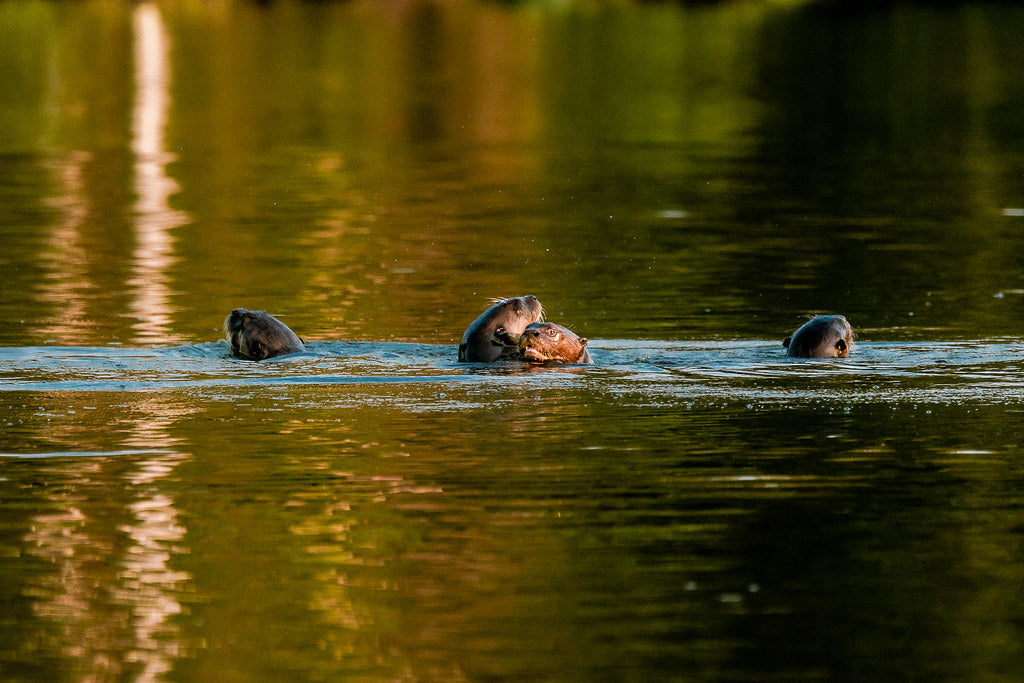 Tambopata active Amazon experience