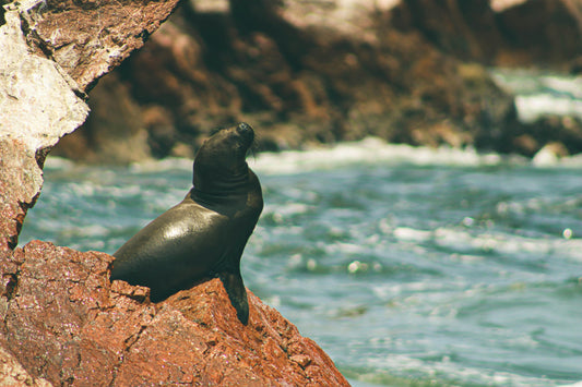 2-Day Peru adventure: Ballestas islands, Huacachina desert & Nazca lines flight